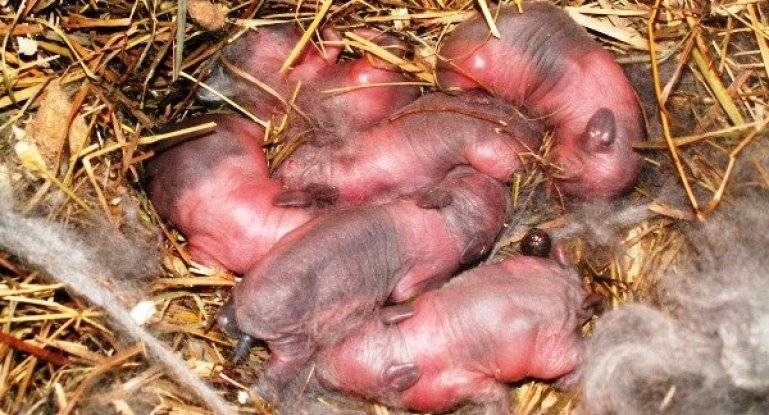 Крольчата: через сколько дней новорожденные открывают глаза и выходят из гнезда