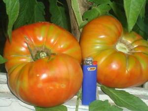 Как вырастить здоровую рассаду помидоров в домашних условиях: от посадки до высадки в грунт