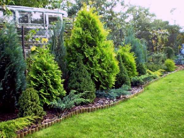 О применении можжевельника в украшении сада: композиции, клумбы и живые изгороди