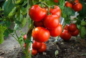 Как правильно сажать и ухаживать за помидорами?