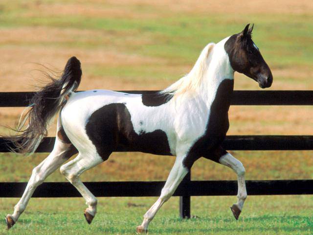 Породы лошадей — многообразие и характеристики пород а также правила содержания и ухода