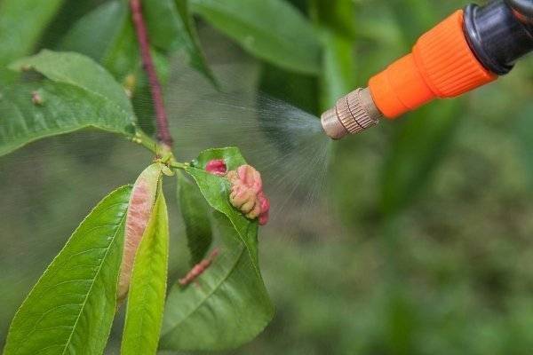 Основные вредители персика, способы борьбы с ними