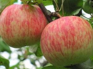 Яблоня бельфлёр-китайка: описание сорта и фото, выращивание и борьба с болезнями