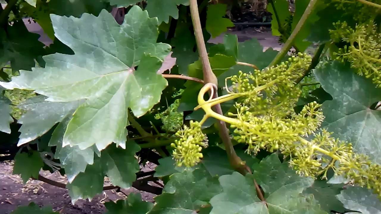 Выращивание виноградной лозы — основные правила и условия