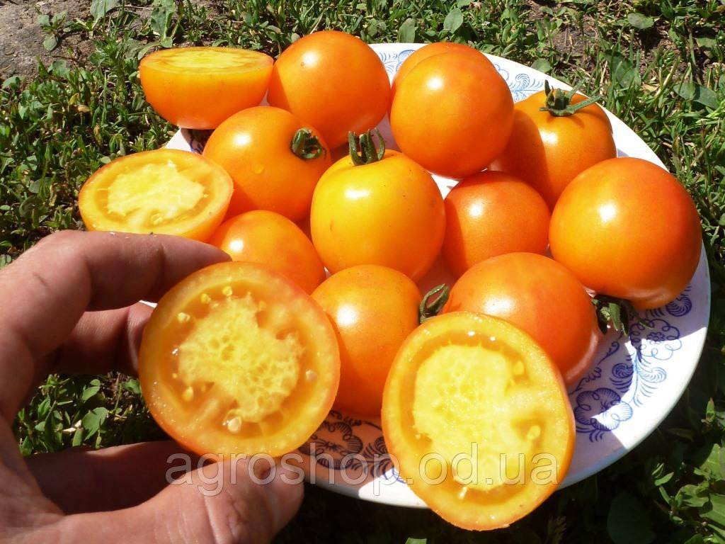 Посев помидоров на рассаду – пошаговая инструкция