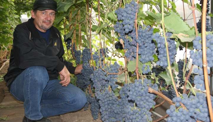 Как правильно сажать виноград саженцами весной