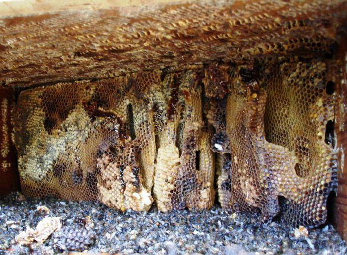 Мед в сотах: польза и вред, лечебные свойства пчелиных сот
