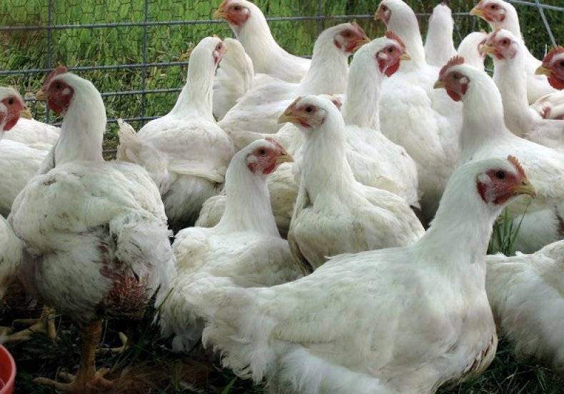 Энрофлоксацин — эффективный антибиотик для цыплят