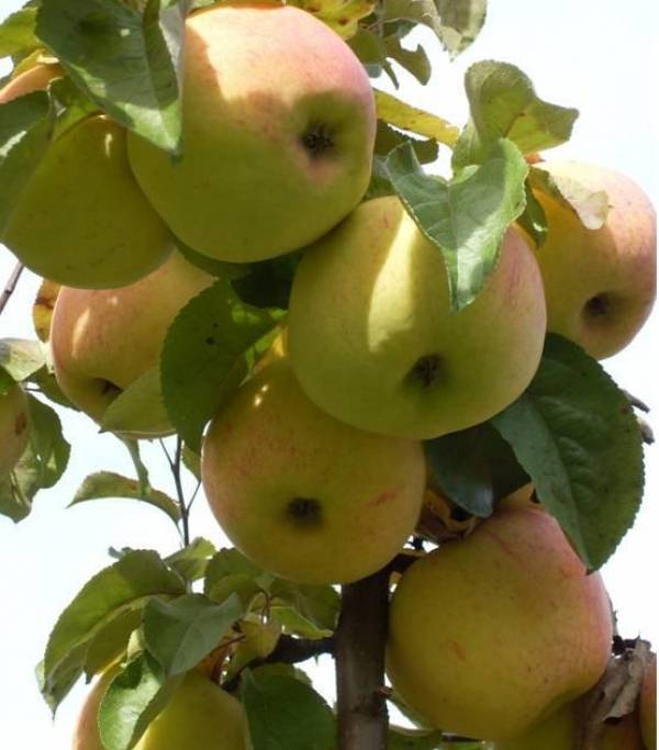 О зимостойких сортах яблонь: самые морозоустойчивые и неприхотливые яблони