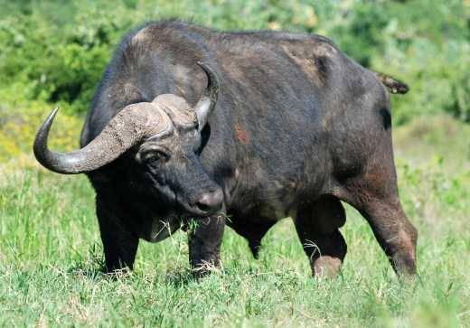 Карликовый мини буйвол описание и характеристики видов среда обитания на сулавеси аноа и кентусы разведение в неволе