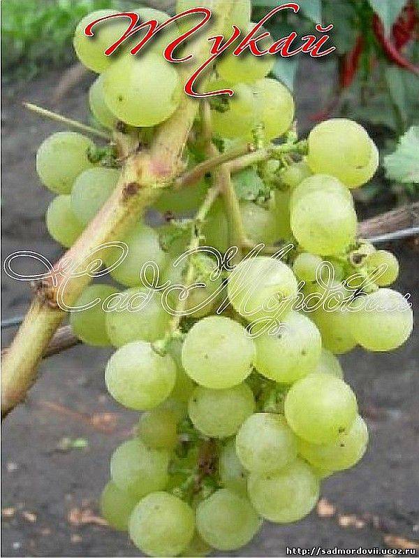 Виноград феномен: отзывы, описание сорта, агротехника, достоинства и недостатки