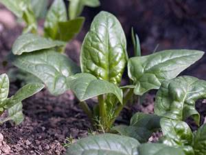Как сажать шпинат в открытый грунт семенами и рассадой: когда правильно сеять – весной или нет, нужно ли замачивать, как выбрать лучший сорт для участка?