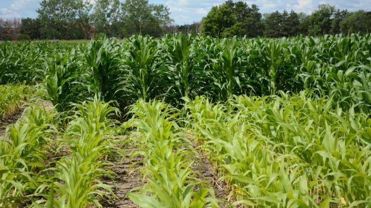 Как сажать семенами кукурузу в открытый грунт - правила, сроки и схема посадки