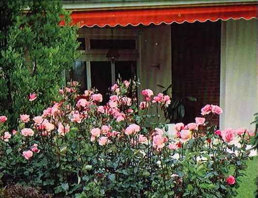 Роза куин элизабет (queen elizabeth) — описание сортового растения