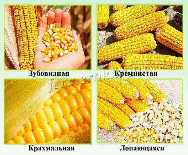 Сахарная кукуруза: описание вида, советы по уходу и разведению