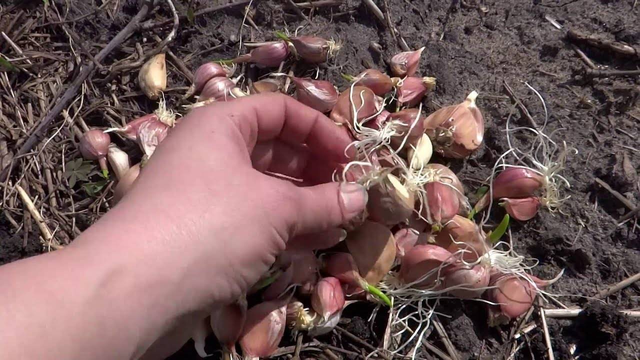 Как вырастить хороший урожай чеснока