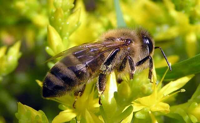 Среднерусская пчела: особенности разведения как бизнес