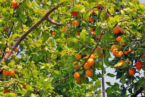 Выращивание абрикоса на урале