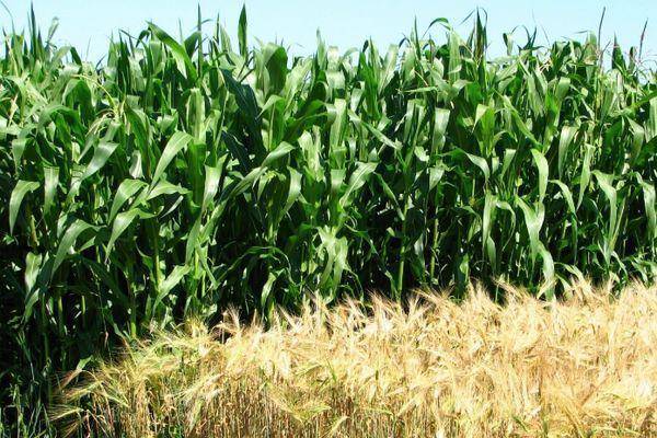 Технология возделывания кукурузы – как получить большой урожай початков и много силоса
