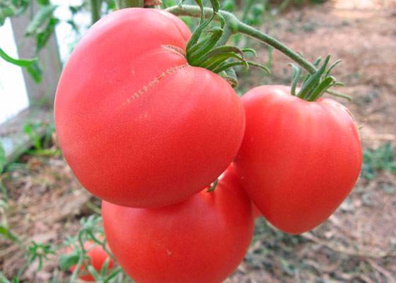 Розовое сердце: описание сорта томата, характеристики помидоров, посев