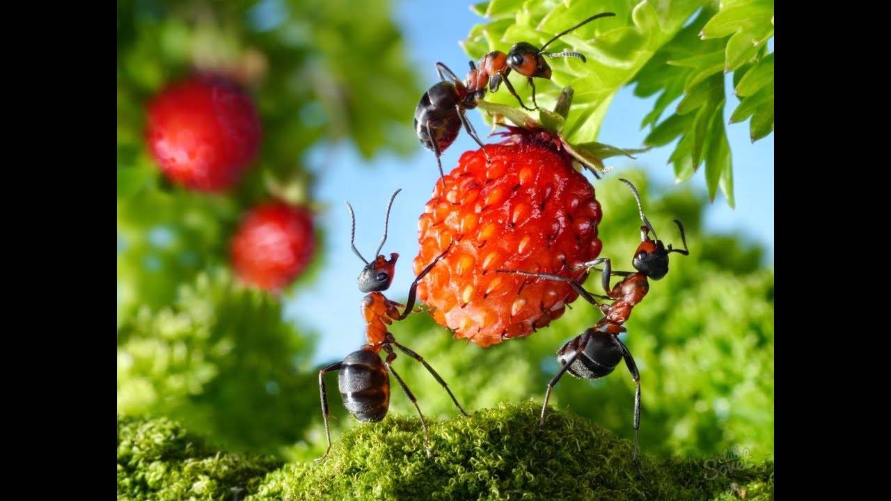 Как вывести муравьев с помощью борной кислоты