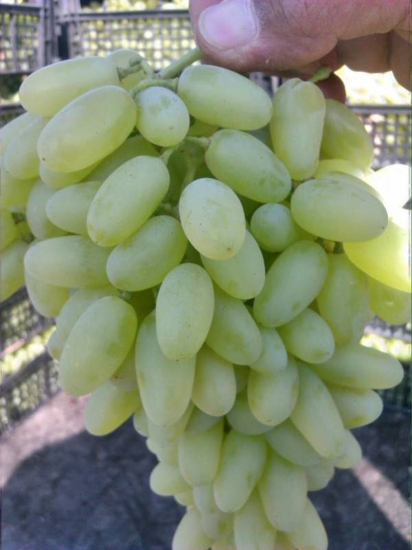 Полезные свойства белого винограда для организма человека