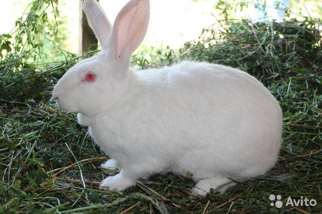 Лучшие мясные породы кроликов и их описание