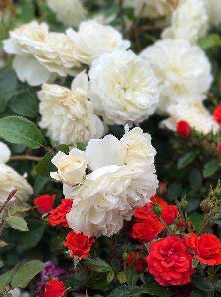 Посадка роз весной: правила успешного укоренения в саду