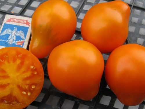 Фото, отзывы, описание, характеристика и урожайность сорта томата «толстые щечки»
