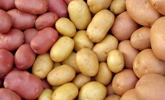 Список сортов картофеля, реко­мендуемых в 2010 г. для выращива­ния в рф