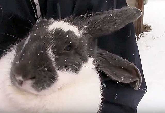 Болезни ушей у кроликов диагностика и лечение