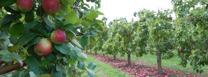 Сорт яблони братчуд — описание, особенности посадки и ухода