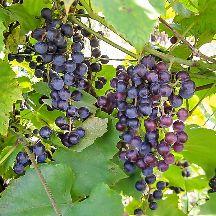 Альфа - описание сорта винограда
