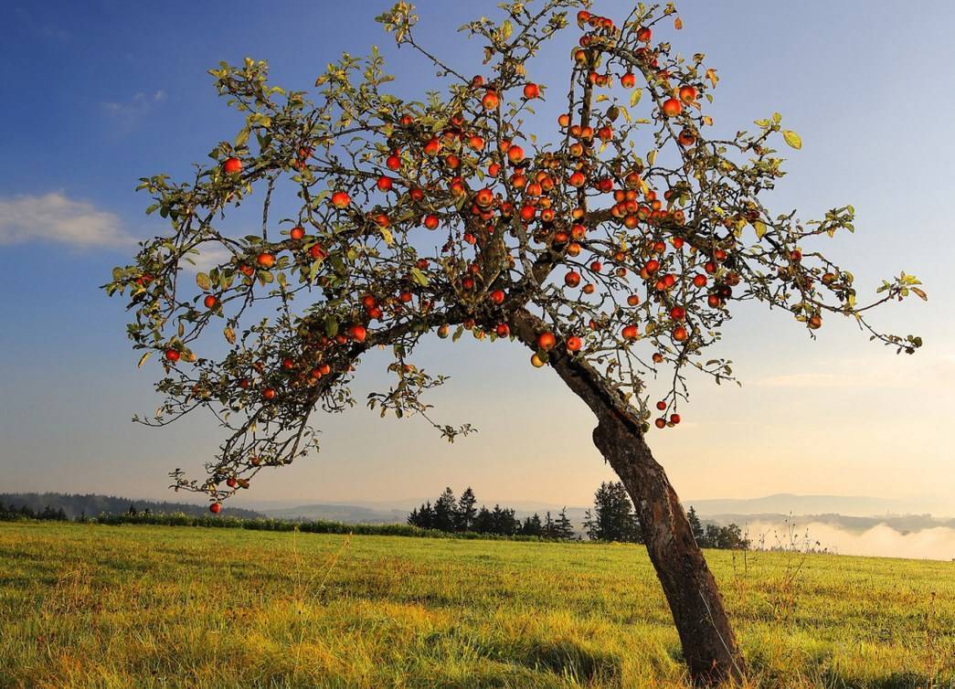 О посадке яблони весной на Урале, как правильно выбрать хороший саженец
