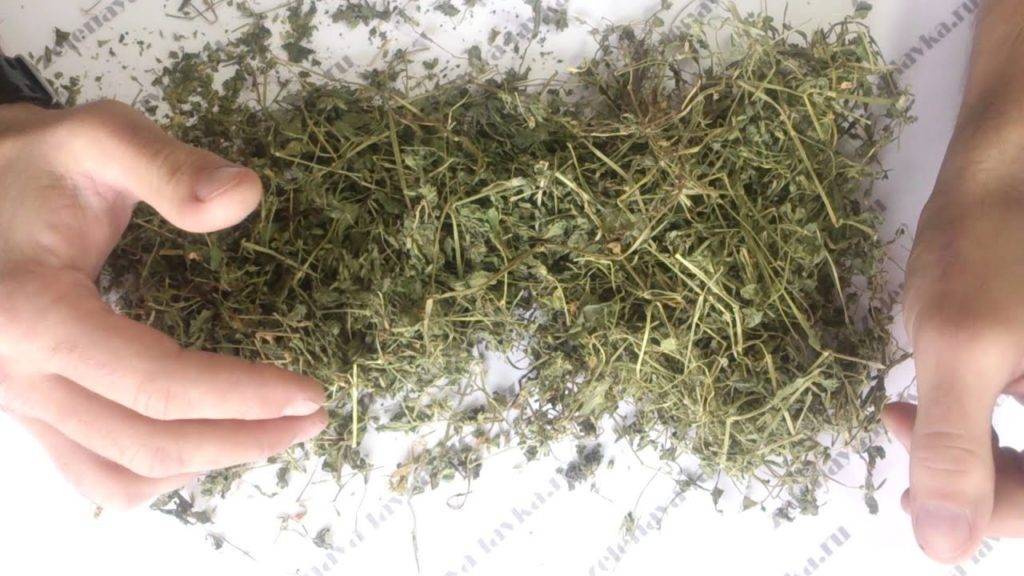 Фото и описание травы, которую называют мокрица