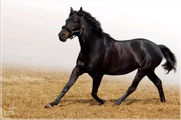 Лошадь кабардинской породы: кабардинский конь один из самых старейших в мире