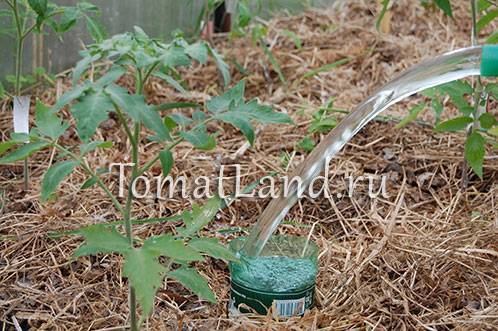 Как часто поливать помидоры в теплице – когда лучше орошать растения, правила проведения и варианты процедуры