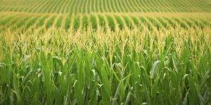 Топ 7 лучших препаратов для обработки кукурузы гербицидами, правила
