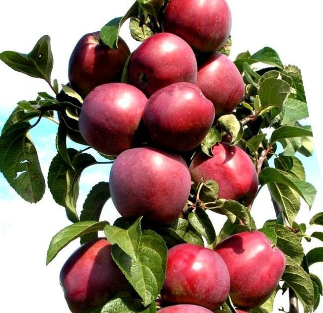 Колонновидные сорта яблони