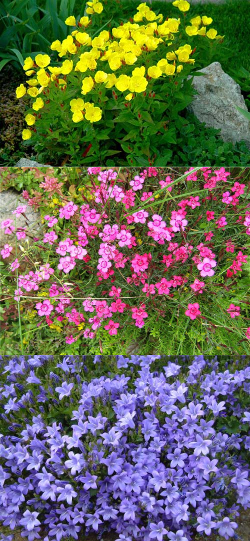 Подбираем подходящие цветы, растения и камни для альпийской горки