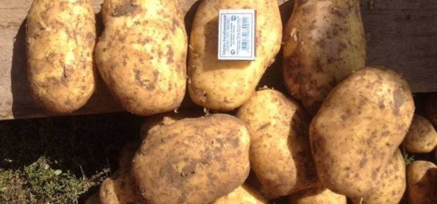 Сорт картофеля "каратоп": описание, фото, характеристика, достоинства и недостатки