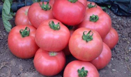 Нежный томат розмарин (розамарин f1): все об уходе за крупноплодным гибридом. секреты выращивания