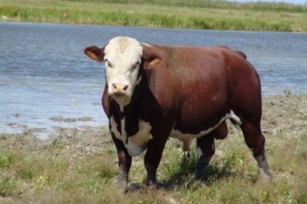 "джерсейская" порода коров : история, описание, характеристика, болезни и фото, кто такие полукровки