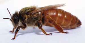 Пчелиная семья: её состав, жизнь, функции маток, трутней, рабочих пчел