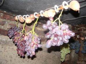 Как проращивать черенки винограда: способы проращивание, особенности