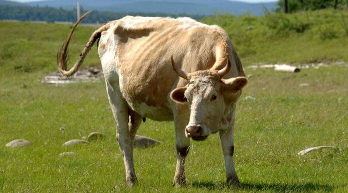 Определение и протекание стельности коровы по месяцам