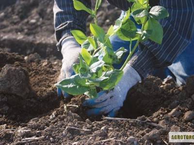 Правила посадки и выращивания садовой клюквы на участке