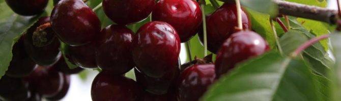 Какие сорта опылителей подобрать для вишни и черешни – подробное руководство