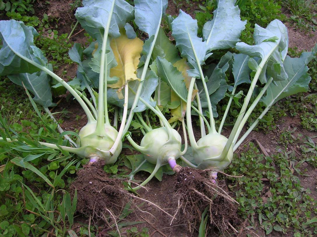 Как выращивать кольраби
