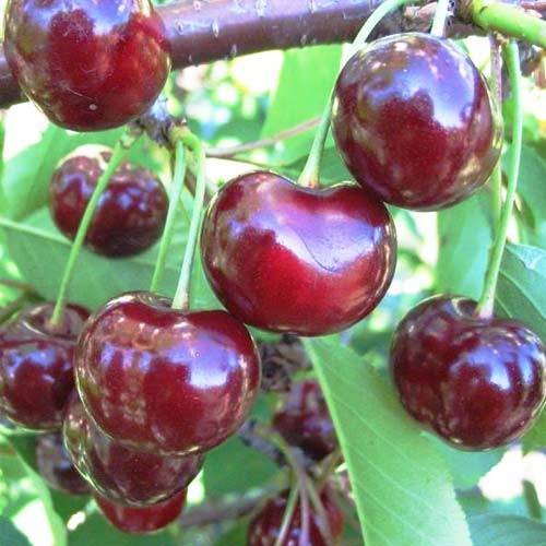 Самые удачные сорта вишни для подмосковья с фото плодов и отзывами дачников